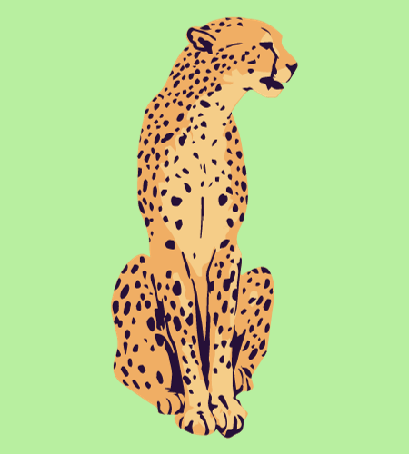 International Cheetah Day