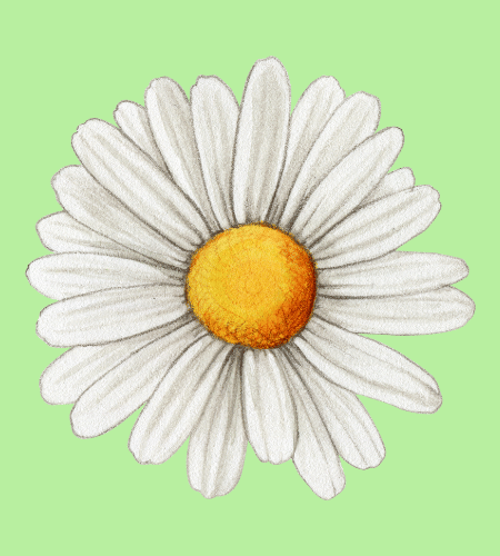 National Daisy Day