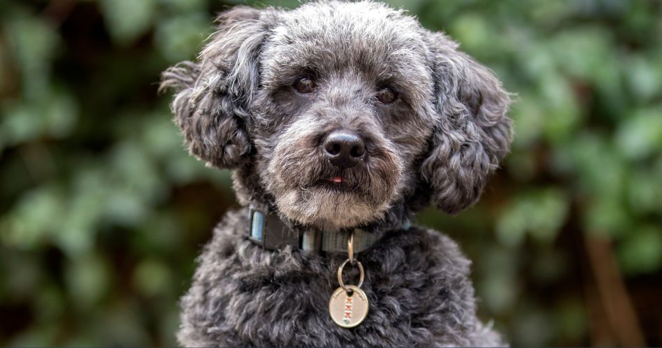 Schnoodle
