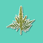 International Ragweed Day