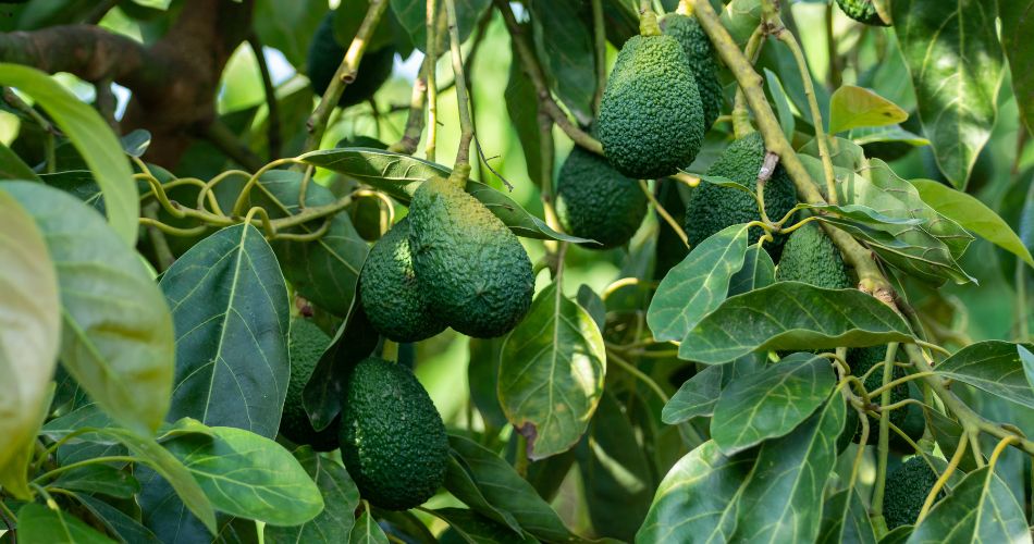 Avocado tree