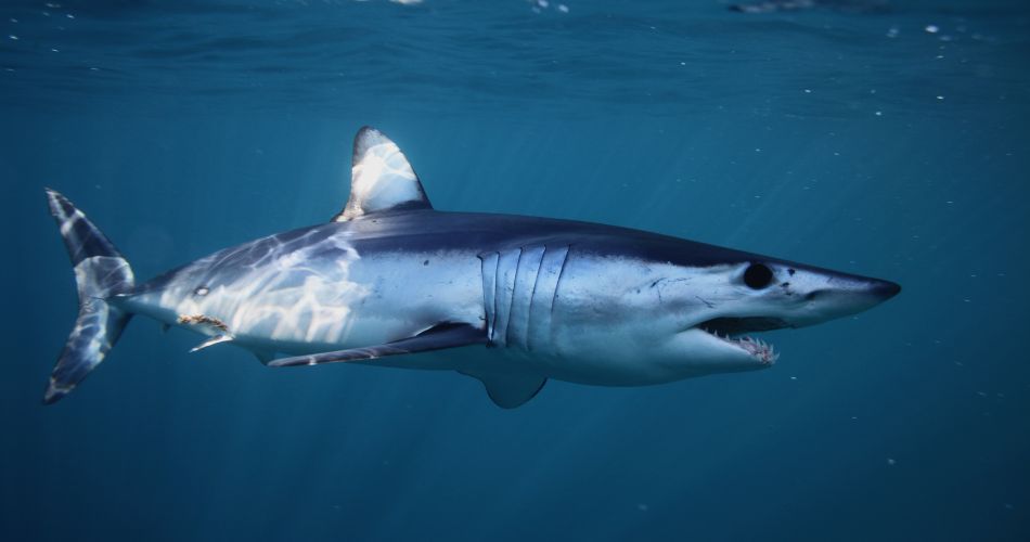Mako Shark