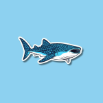 International Whale Shark Day