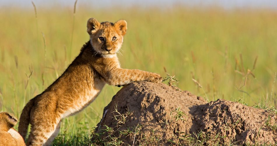 Lion Cub