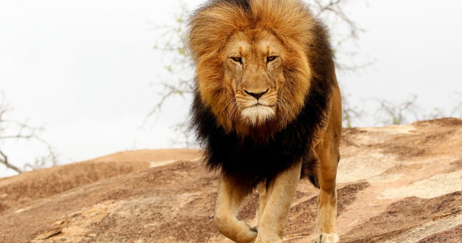 lion male mane pride king rock danger predator wildlife Africa savanna nature Kruger