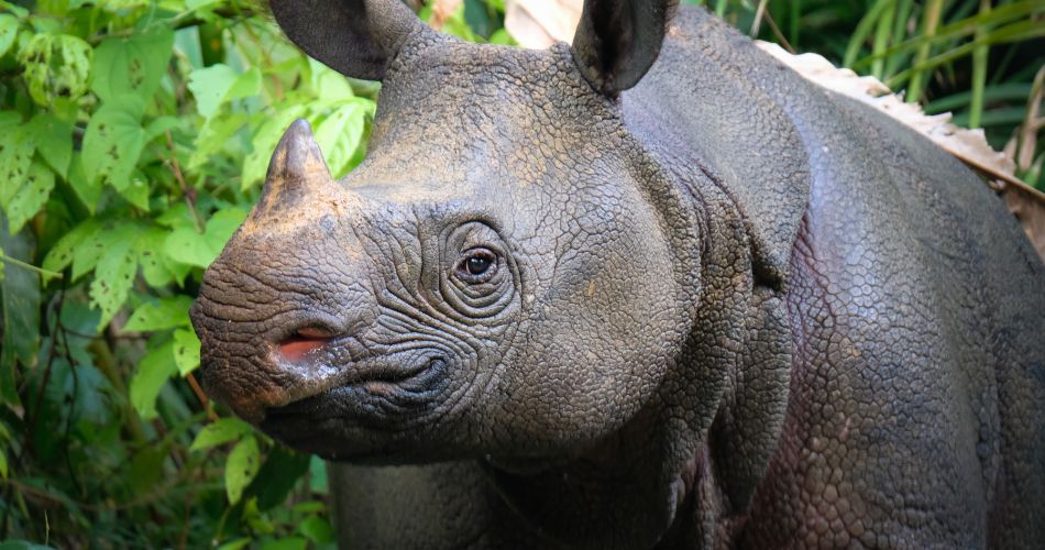 Javan rhinoceros