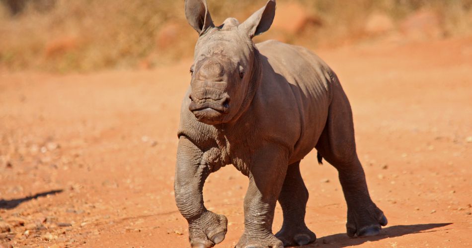 rhino baby