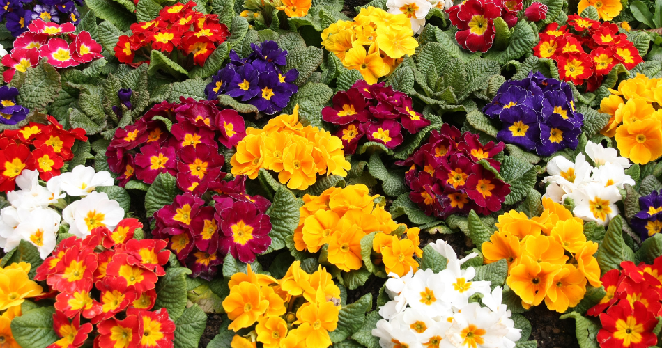 Primrose