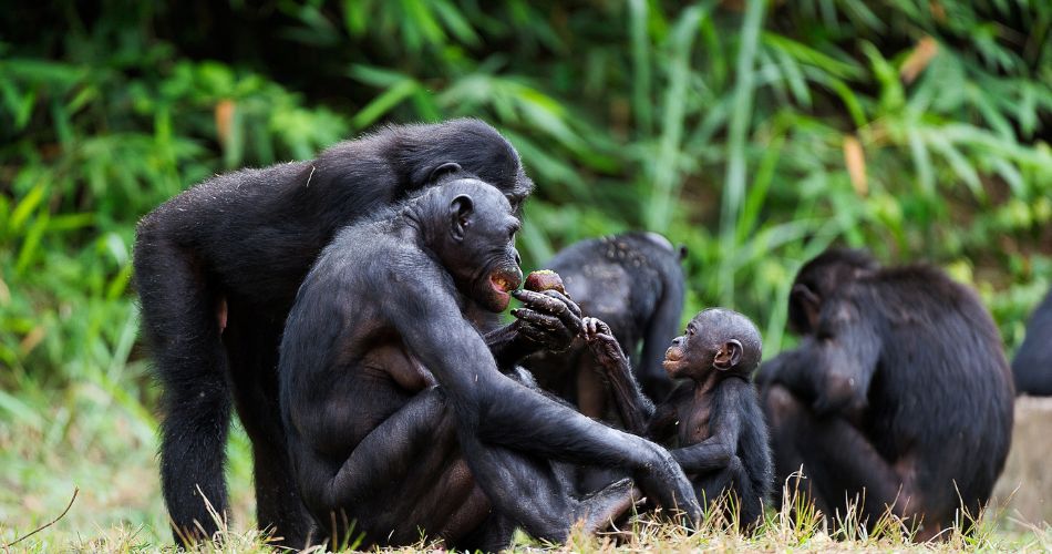 Bonobos