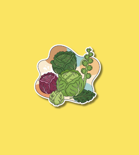 National Cabbage Day