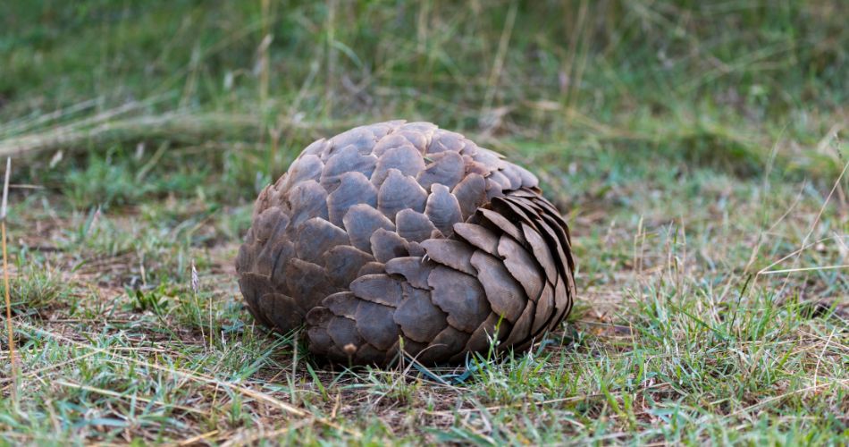 Pangolin rolled into ball