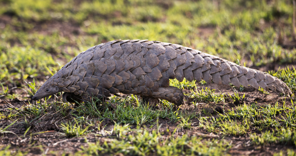 Pangolin