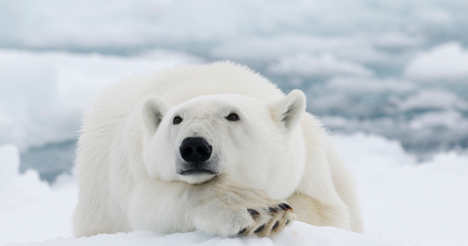 Polar Bear