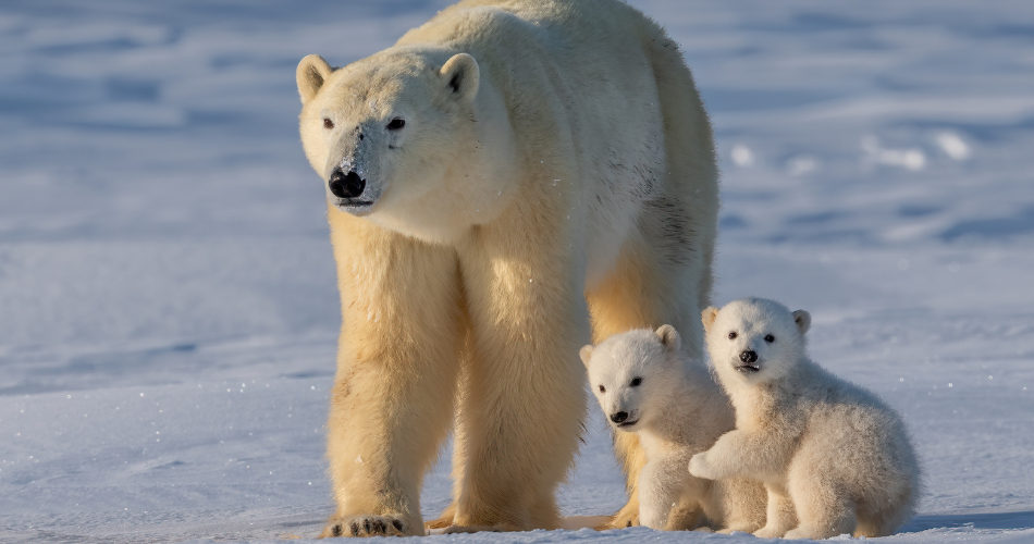 Polar Bears