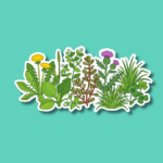 National Weed Appreciation Day