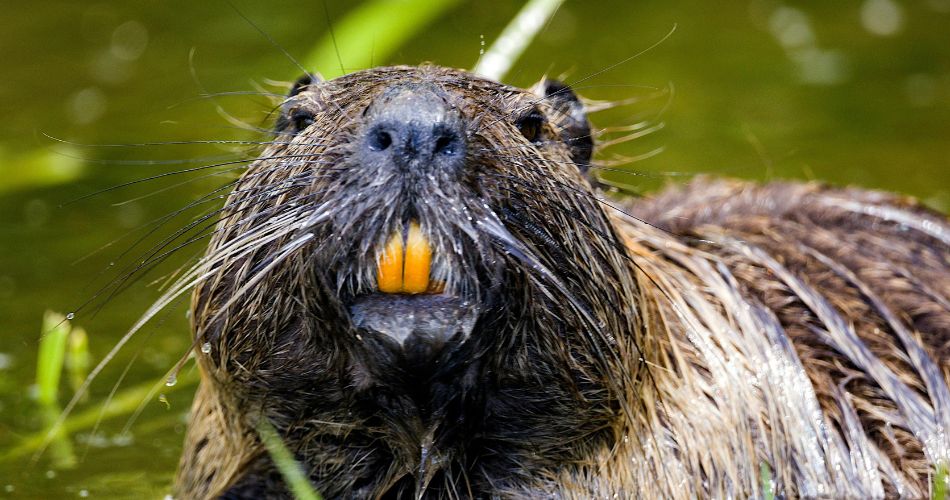Beaver