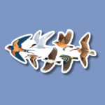 World Migratory Bird Day