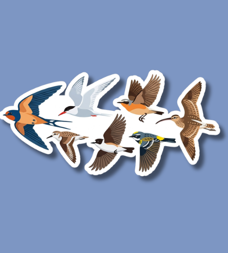 World Migratory Bird Day