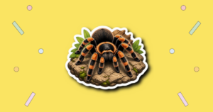 National Tarantula Appreciation Day